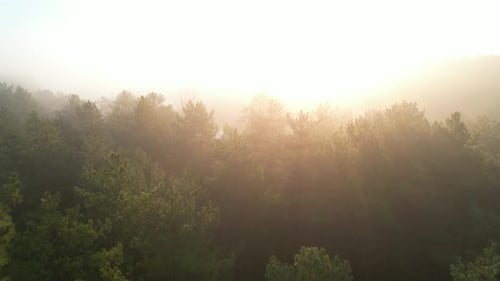 Sunrise In A Misty Forest