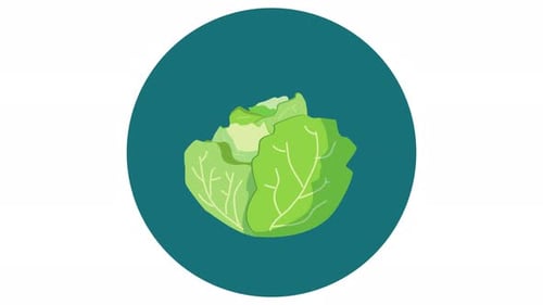 Animated Flat Design Cabbage Icon Animation