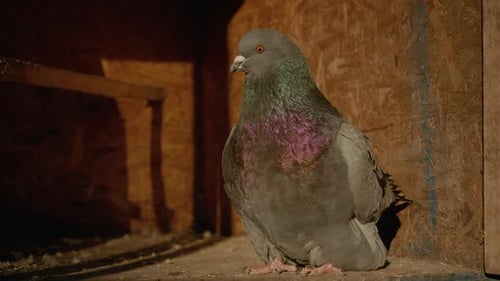 Pigeon Standing Inside of Wooden Coop