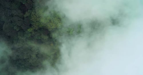 Nebel rollt durch den tropischen Talwald