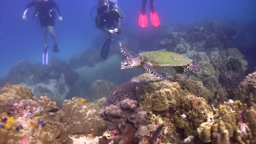 Scuba Divers Explore Coral Reef with Sea Turtle