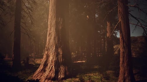 A Dense Forest with Towering Trees