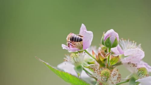 Un gros plan captivant avec une abeille et une fleur