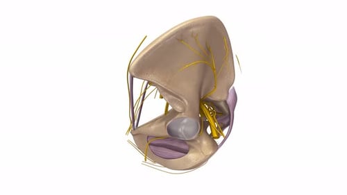 Human pelvic bone anatomy with complex neural pathways