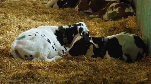 Milk Calves Cows Eats Hay with Pounded Cereal Grain Seeds on Farm