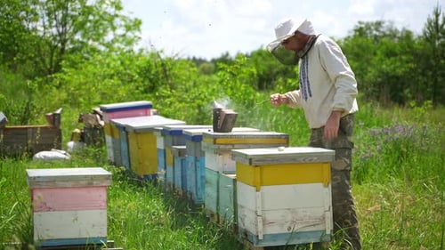 Beekeeper works in apiary. Beekeeper fumbles bee hive with white smoke