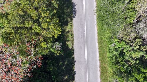 Woman seen walking with her dog along the road