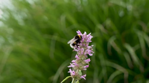 Bee Gathering Pollen on Purple Flower in Summer