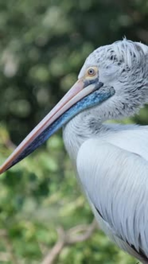 A Pelican with a Long Beak Perches Gracefully on a Sturdy Tree Branch Elevated Above the Ground