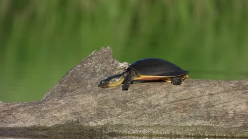 Tortue dans un terrain gazonné - zone d'étang.