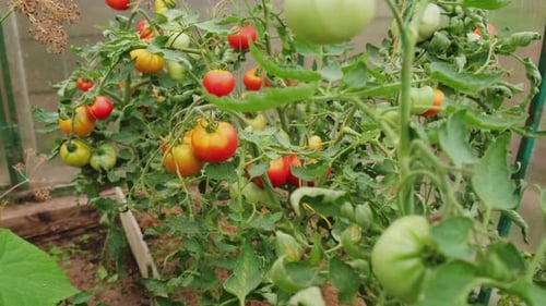 Tomato Plants Growing in a Greenhouse