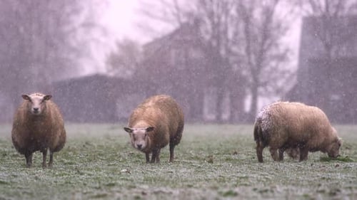 Three woolly sheep grazing in pasture of Dutch farm during snowfall