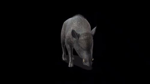 Realistic 3D Animated Wild Boar Sniffing Ground Loop
