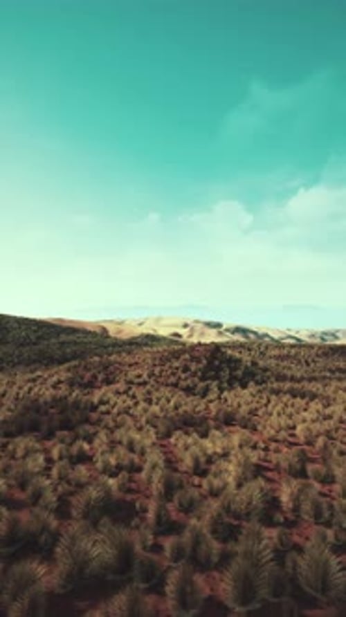 Sparse Grass in Desert Landscape Under Blue Sky