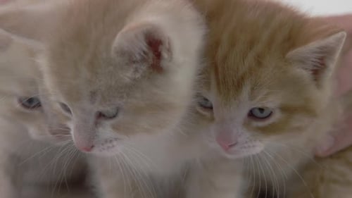 _Fondo blanco -Adorables gatitos bebés sobre fondo blanco -X054 C011 04066E 001 2\_1_