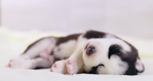 Adorable Puppy Sleeping Peacefully on a Blanket