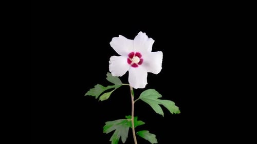 White Flower Blooming on Black Background Time Lapse