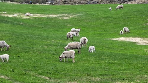 Newborns Cute Small Icelandic Lambs Herd Of Sheeps On The Pasture Between Mountains And Hills Nice