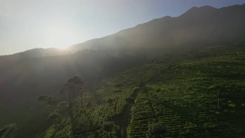 Tea field
