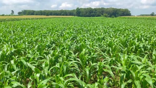 green and fresh young corn farm