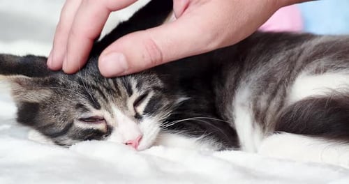 Sleepy Kitten Being Gently Pet on White Blanket