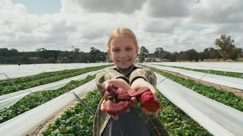 Young girl joyfully picking strawberries in a sunny field