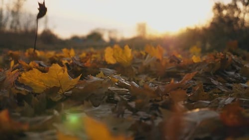 Detailansicht der gelben Herbstblätter, die langsam auf den Boden fallen, der mit trockenem, lebendigem Laub bedeckt ist