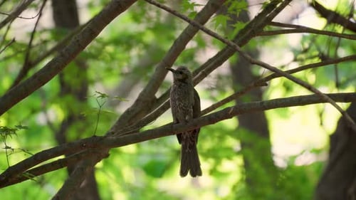 A brown-eared bulbul perched on a tree branch in Korea chirps and sings with joy then flies away