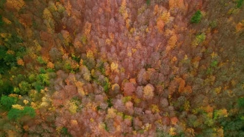 Aerial View Of The Autumn Forest 4k