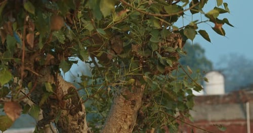 Two Monkeys Jumping on Tree