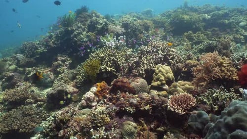 The Underwater World of a Coral Reef