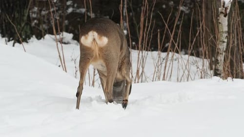 Deer Foraging for Food in Snowy Winter Forest
