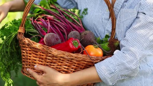 Woman harvesting organic beetroot and carrots from soil.