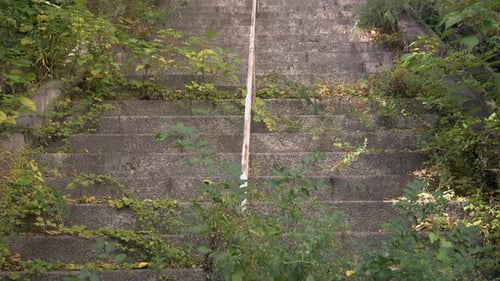 Weathered Stone Steps with Green Plants