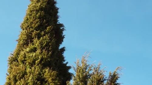 Tree swaying with the wind