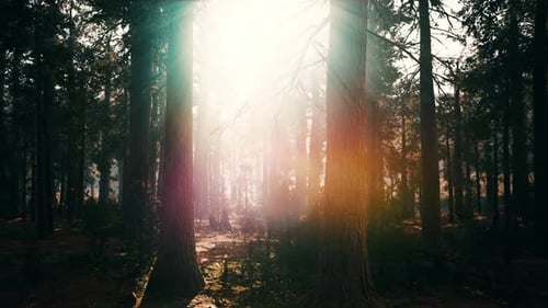 Las famosas grandes secuoyas se encuentran en el Parque Nacional Sequoia