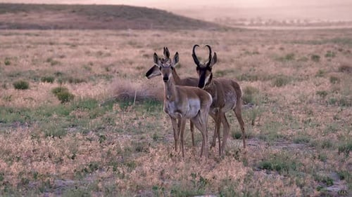 Pronghorn buck pushing doe's through the Utah desert