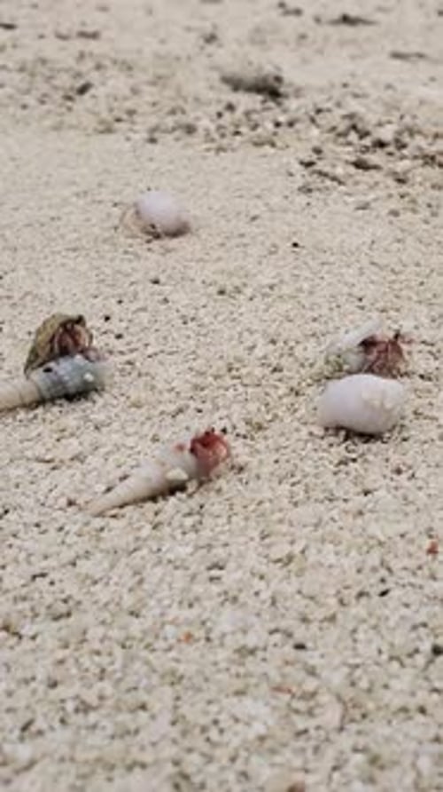 Vertical Close Up Of Hermit Crabs Moving Across Sandy Beach