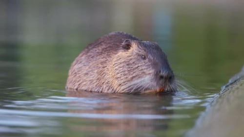 Wilde große Couypu-Ratte im Naturhabitat