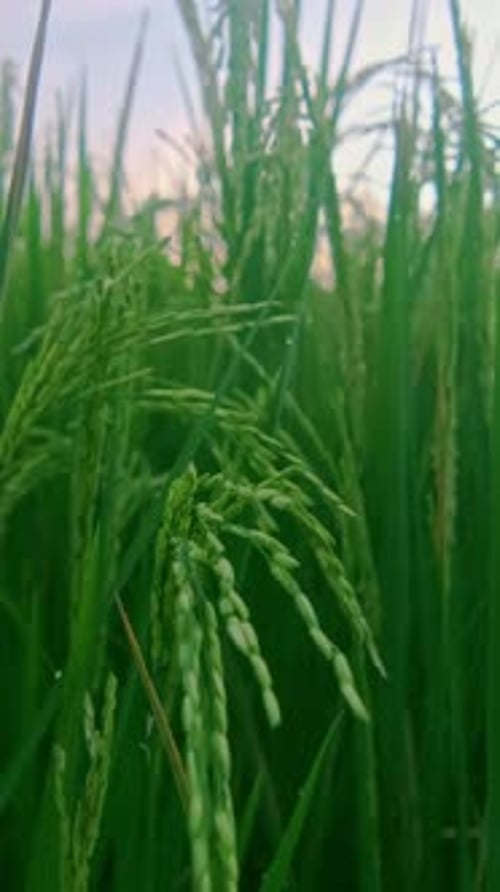 A Serene Morning in Lush Rice Fields Swaying in the Gentle Breeze