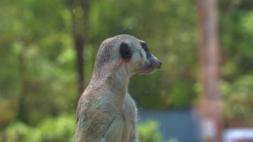 Ein niedlicher afrikanischer kleiner Mungo, Erdmännchen, Suricata Suricatta im Wachdienst, Barsch auf einem hohen Punkt, gu