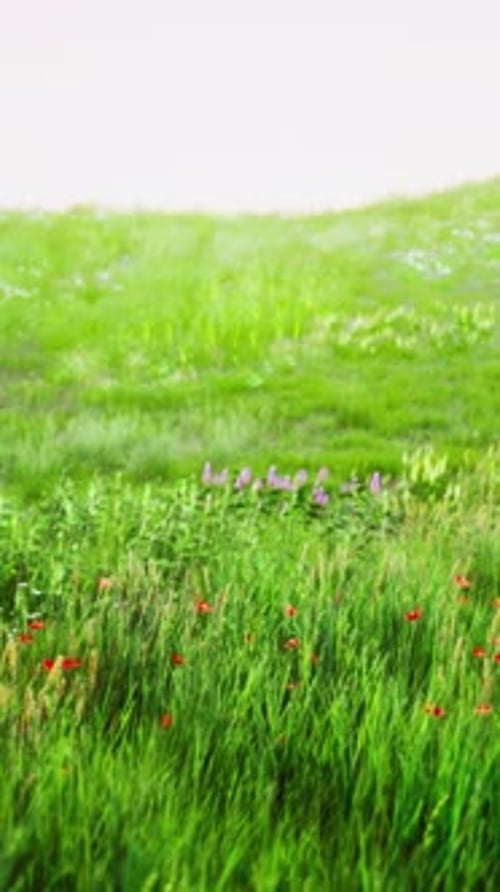 Fresh Green Field and Blue Sky in Spring