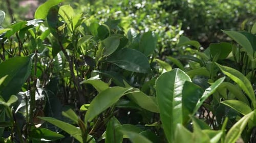 Close-up of Ceylon tea leaves in a plantation in Sri Lanka, highlighting texture, color, and fresh