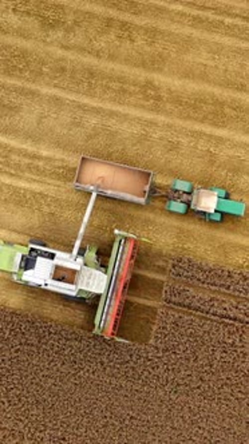 Harvesting machinery work on field. Combine pouring ripe wheat grains into tractor.