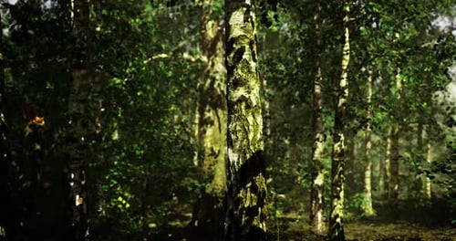 Exploring a Lush Forest with Sunlight Filtering Through Tall Trees