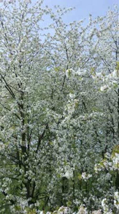 Blooming Trees with White Flowers in Spring
