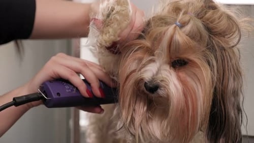Eine Frau trimmt einen kleinen York Beaver Dog mit einer elektrischen Haarschneidemaschine