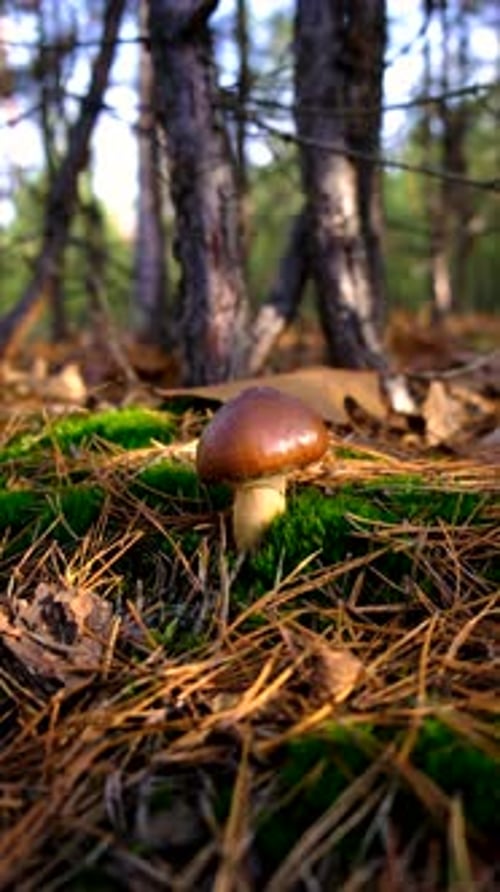 Mushroom Picking in the Forest Selective Focus