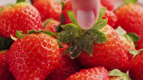 Ripe Red Strawberries Close Up Footage Hand Takes Berry Delicious Summer Berries Vegetarian Food