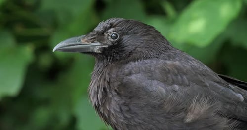 Porträt einer Aaskrähe, (Corvus corone), Nordfrankreich.